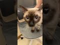 So cute #cat