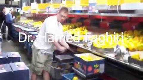 Bell pepper sorting machine