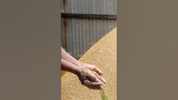 Những công dụng không ngờ của vỏ trấu🤔😲#shorts #boilers #lohoi #husk