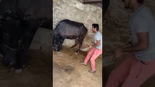 funny viral comedy 🤣😂 mriudul comedy video reels#trending #shorts #reels #new #roman Haryanvi Masti