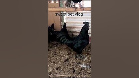 original ayam cemani in pakistan | indonesia import | اصل کالی زبان والی مرغیاں