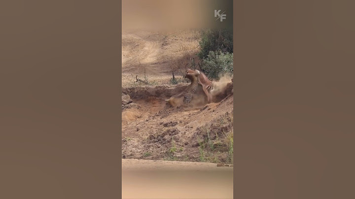 Master of disguise - leopard, tries to catch an antelope. What came of it?