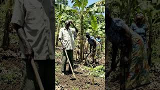 Roots of Kilimanjaro: Chaga Banana Farming Culture”