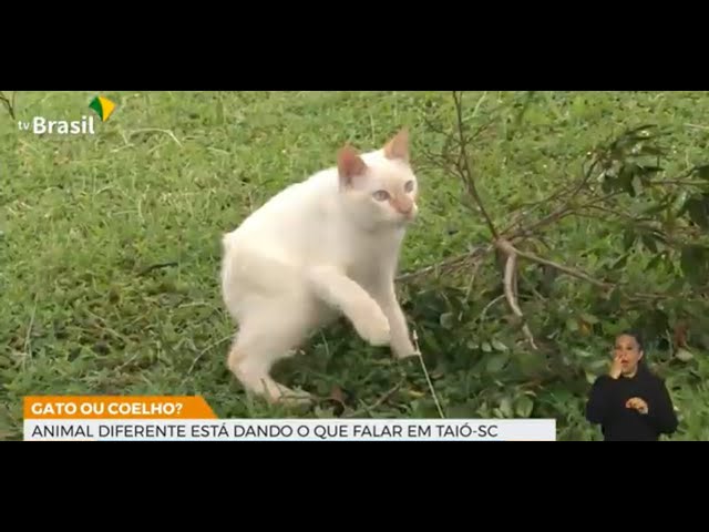 ANIMAIS, CACHORRO, COELHO, FOFINHOS, GATOS, FILHOTES