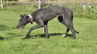 Венгерский агар (Венгерская борзая, мадьяр-агар) / Hungarian Greyhound (Magyar Agar)