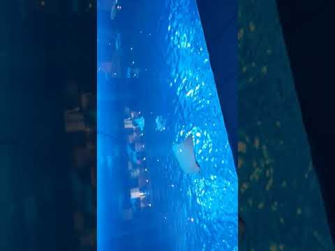 Dubai Mall V2- Burj Khalifa -The Aquarium fishes #shorts #youtubeshorts