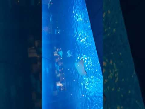 Dubai Mall V2- Burj Khalifa -The Aquarium fishes #shorts #youtubeshorts