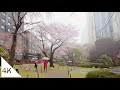 【4K】Rainy Hanami Walk: Japanese Garden &amp; Meguro River