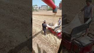 Wheat Harvesting And Thrashing Process !