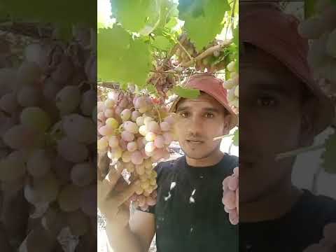 حجمه طلع كيلو ونص عنب كريمسون