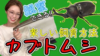 【カブトムシ飼育】飼育が何倍も面白くなるケースに幼虫を投入します【ラクぼっくす】