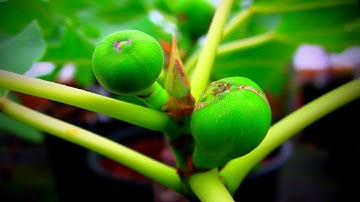How to Root Fig Cuttings : A Better Propagation Method (Part 2)  |  3 Month Update