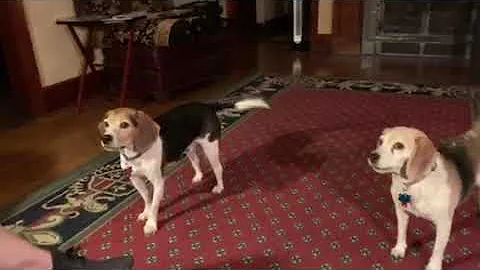 Singing the Beagle Blues