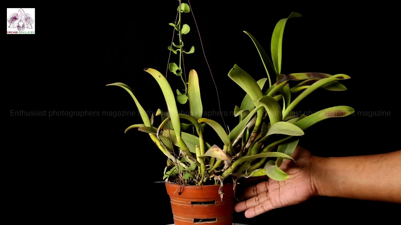 ক্যাটলিয়া অর্কিড সানবার্ন Cattleya Orchid Sunburn Bangla YouTube