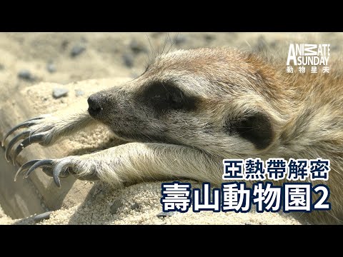 動物星天頻道 EP10《亞熱帶解密：壽山動物園2》搶先看 [4K] ｜狐獴、藍孔雀、臺灣黑熊、袋鼠
