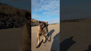 LETS FIND THE BIGGEST TREE ON THE BEACH FOR MY DAD #dog #leonberger #beach #funny