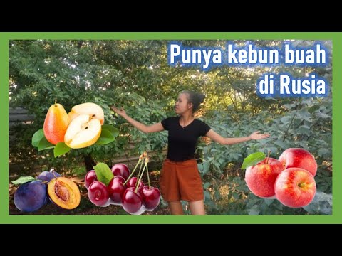 Video: Memproses Pohon Buah-buahan Di Musim Semi