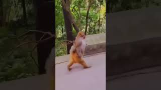 வரத வரத வலக வலக கலகலபபன கரஙக சனன வடய Tamil Funny Shorts