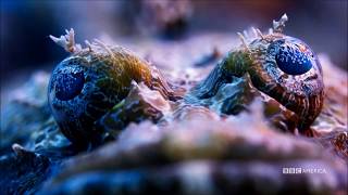 Hans Zimmer -Time (BBC Blue Planet II)