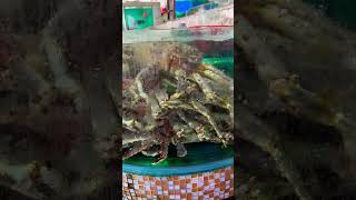 King Crab de mille feuilles ????  funny animals