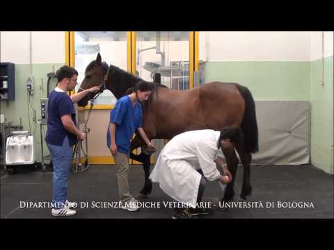 Video: Le 5 Migliori Foto Di Pazienti Di Agopuntura Veterinaria Del Dr. Mahaney Del