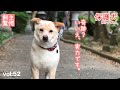 【保護犬預かり】かもめの奇跡。【ついに】