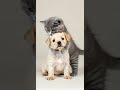 puppy and kitten #cute