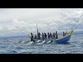 Massive Skipjack Tuna Catch, Purse Seine Boat in Action at Sea