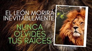 ¡El león morirá inevitablemente! NUNCA olvides tus raíces