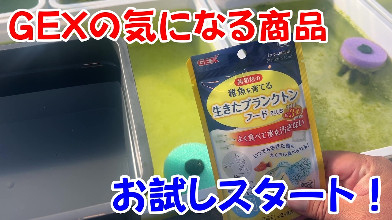【めだか】これさえ入れれば・・・？GEXのプランクトン発生器使ってみた。Ｂ型おやじ　2026年　2月　25日　投稿