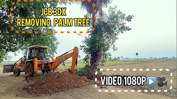 Removing palm tree  with jcb backhoe 3DX xtra…..