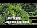 How to identify japanese knotweed