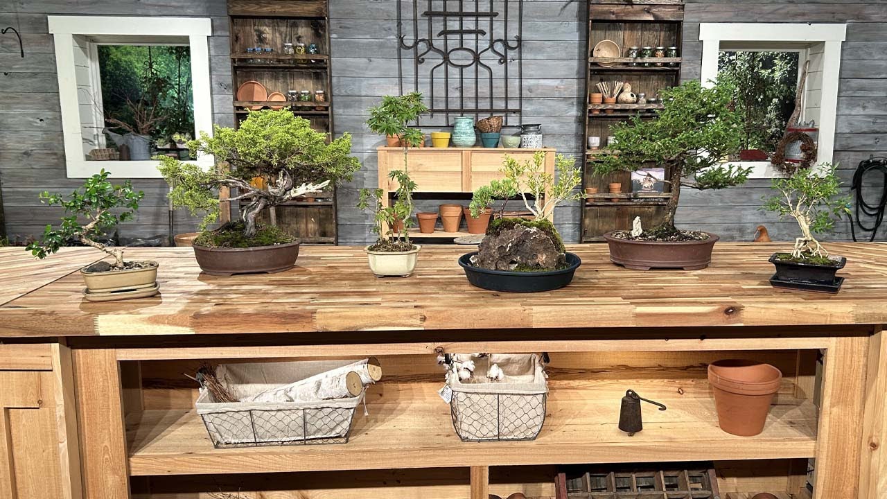 bonsai japanischer fcherahorn Acer palmatum