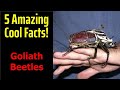 5 Fascinating Facts About Goliath Beetles