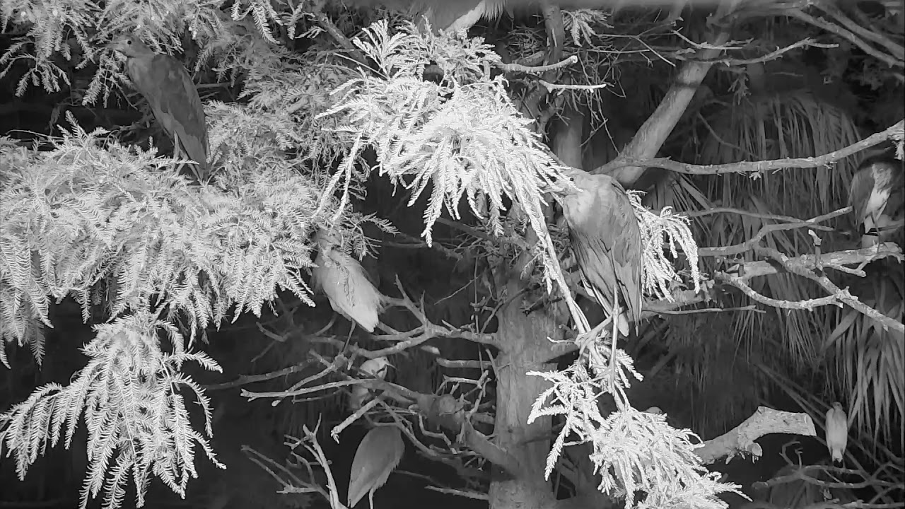 eggs florentine Alligator Swamp and Spoonbills Cam 08-08-2018 19:02:09 - 20:02:10