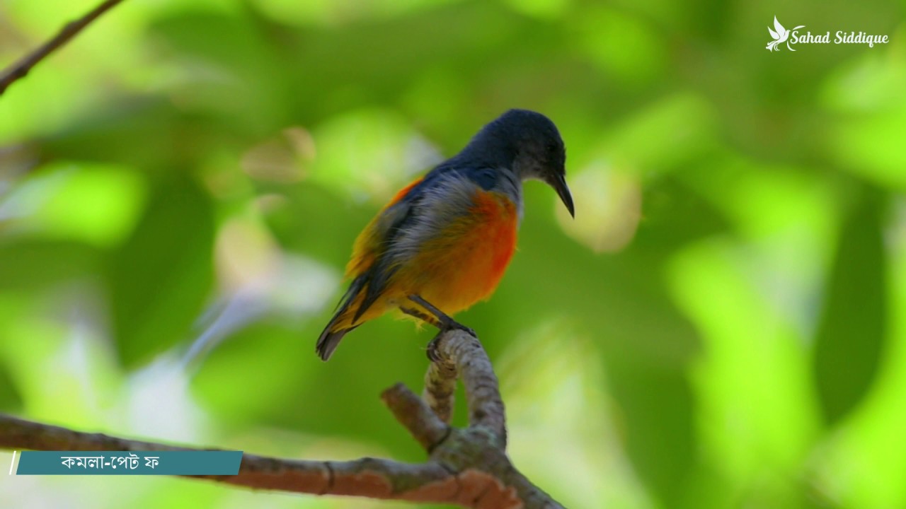 Orange bellied Flowerpecker (Dicaeum trigonostigma) কমলা পেট ফুলঝুড়ি (Bangladesh Apr'2016)