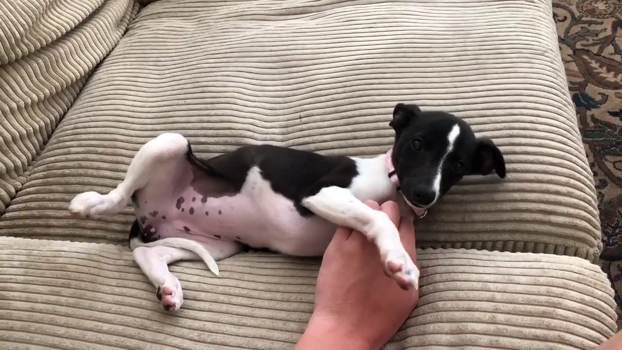 Flo the whippet -  first year with us!