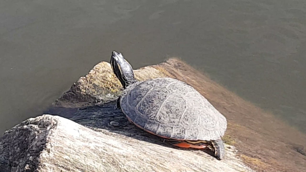 finally..I've seen an infamous terrapin in Ackers Pit lake in Warrington