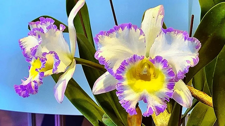 2023台湾国际兰展-嘉德丽雅兰竞赛花展示！Taiwan International Orchid Show-Cattleya Competition Flower Display - 天天要闻