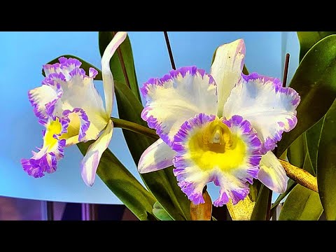 2023台灣國際蘭展-嘉德麗雅蘭競賽花展示！Taiwan International Orchid Show-Cattleya Competition Flower Display