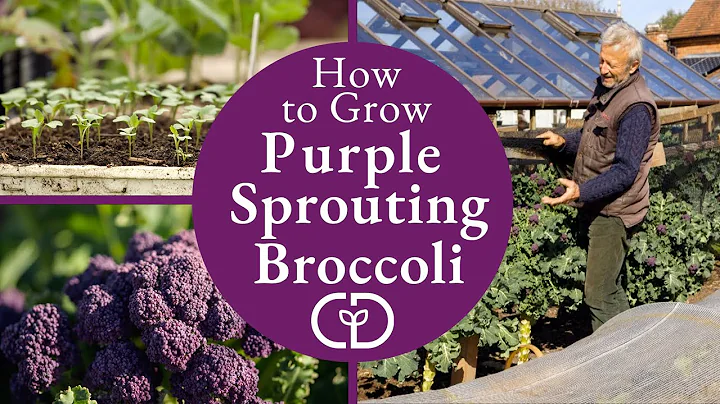How to Grow Purple Spouting Broccoli, harvests ear...