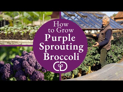 Video: What Is Purple Growing Broccoli: Purple Growing Broccoli Growing