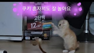 냥이 혼자서도 잘 놀아요