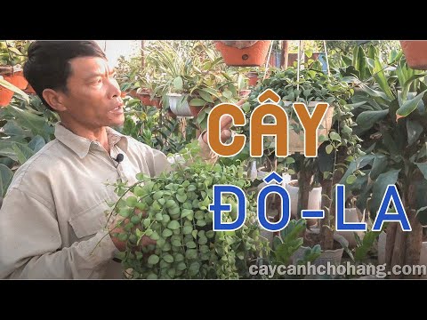 Video: Zamioculcas: Cách Chăm Sóc Cây đô La