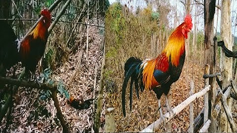 hnub no mus dib qaib tuaj zoo kawg li/18/2/2023/