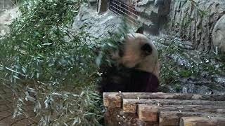 PANDA HOUSE @ Beijing Zoo, China(2)