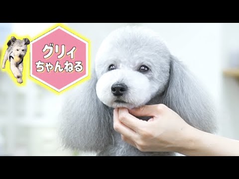 トイプードルグリィのトリミング ピーナッツカット Youtube