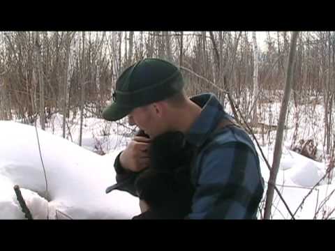 Exploring black bear dens in Wisconsin with Karl M...