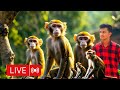 Monkey is live