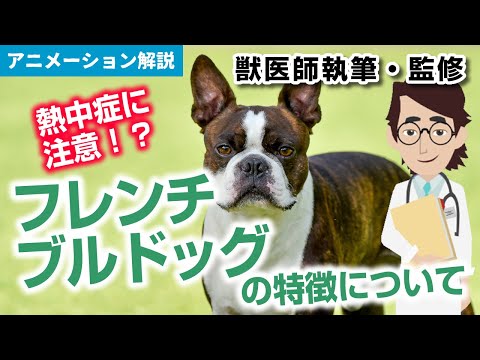 フレンチブルドッグの特徴や気を付けたい病気など【獣医師執筆監修】
